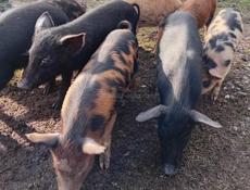 Продаётся поросята 