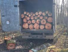 Ольха для матерял 