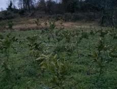 Рассада 2ух годичная