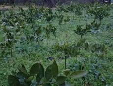 Рассада 2ух годичная