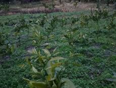 Рассада 2ух годичная