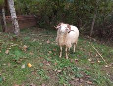 Продается баран 40 т 