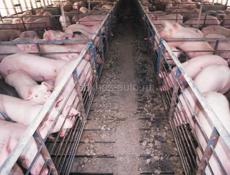 Свиньи срочно