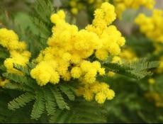 Куплю мимозу в любом количестве 