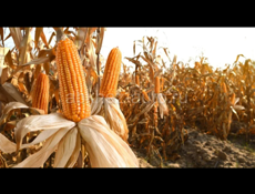 Продается чало