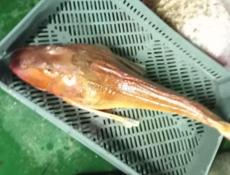 Принимаю заказы на барабульку ловлю сам без посредников рыба каждый день свежая доставка по всей Абхазии бесплатно вылавливаю другие разные рыбы цена оптовая и оптом и в розницу 