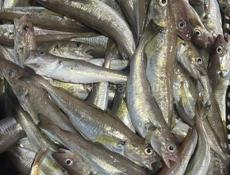 Принимаю заказы на барабульку ловлю сам без посредников рыба каждый день свежая доставка по всей Абхазии бесплатно вылавливаю другие разные рыбы цена оптовая и оптом и в розницу 