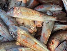 Принимаю заказы на барабульку ловлю сам без посредников рыба каждый день свежая доставка по всей Абхазии бесплатно вылавливаю другие разные рыбы цена оптовая и оптом и в розницу 