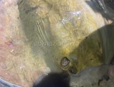 Принимаю заказы на барабульку ловлю сам без посредников рыба каждый день свежая доставка по всей Абхазии бесплатно вылавливаю другие разные рыбы цена оптовая и оптом и в розницу 