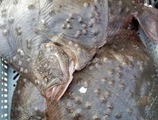 Принимаю заказы на барабульку ловлю сам без посредников рыба каждый день свежая доставка по всей Абхазии бесплатно вылавливаю другие разные рыбы цена оптовая и оптом и в розницу 