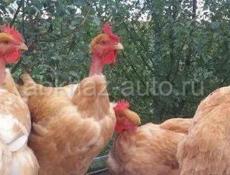 Куры домашние