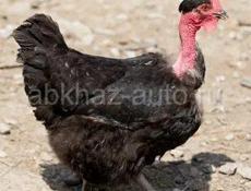 Куры домашние