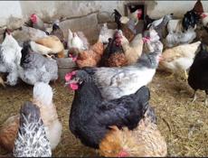 Куры домашние