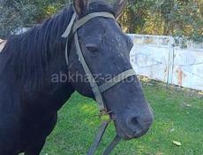 Помогите найти лошадь 