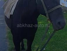 Помогите найти лошадь 