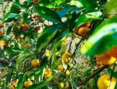 КАРКАС ДОМА НА УЧАСТКЕ 15 СОТОК У ПИЦУНДЫ