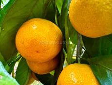 КАРКАС ДОМА НА УЧАСТКЕ 15 СОТОК У ПИЦУНДЫ