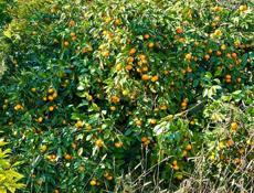 КАРКАС ДОМА НА УЧАСТКЕ 15 СОТОК У ПИЦУНДЫ