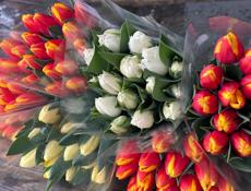 Тюльпаны оптом