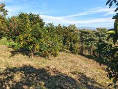 Срочно земля 20 соток земля хорошая с мандариновым садом все документы в порядке в селе пшап писать в Ватсапп +79407720809