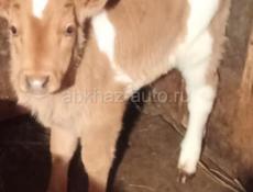 Телёнок один месяц 10.000 руб