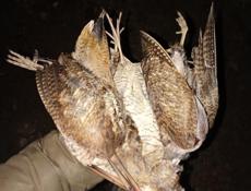 Продам очищенных валишников 