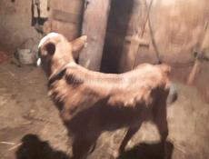 Продаётся бычок.