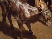 Продается теленок ( телка) Цена договорная 