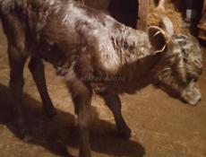 Продается теленок ( телка) Цена договорная 