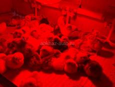 Продажа цыплят 