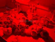 Продажа цыплят 