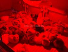 Продажа цыплят 