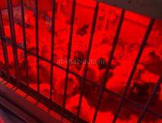 Продажа цыплят 