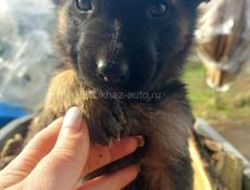 Чудесные чистокровные щенки Немецкой Авчарки 