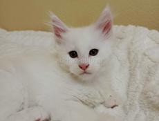 Котята мейн-кун