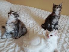 Котята мейн-кун