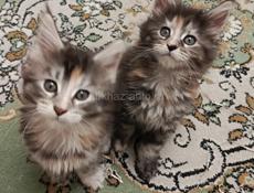 Котята мейн-кун