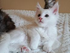 Котята мейн-кун