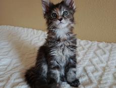 Котята мейн-кун