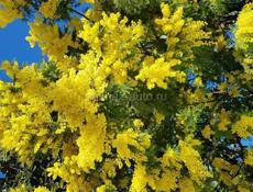 Продам мимозу цена договорная 