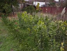 Продаю саженцы 