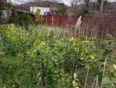 Продаю саженцы 