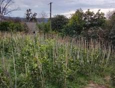 Продаю саженцы 