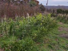 Продаю саженцы 