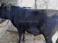 Продам бычка 100кг