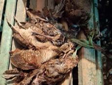 Продам бычка 100кг