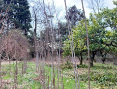 Саженцы слива, алича 