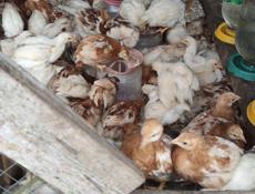 Продаю цыплят несушек им месяц и 24 дня 