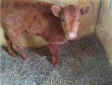 Продается теленок