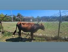 Продаётся тёлка 